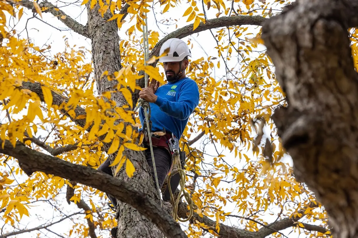 Skilled Tree Trimming crew working in Mountain
