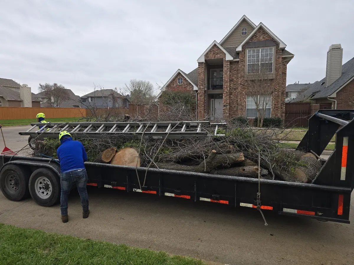 Expert Tree Removal with proper safety equipment in Mountain